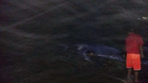 ballena (2)